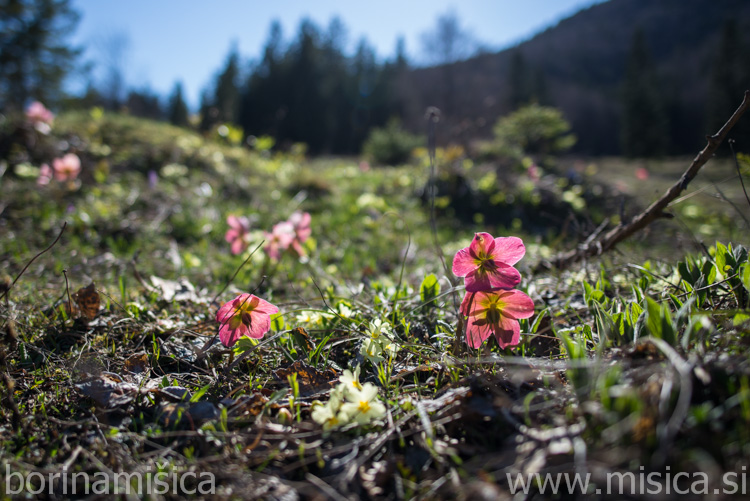 BorinaMisica-1VelikaP-4