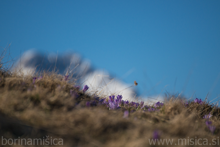 BorinaMisica-2VelikaP-79-2