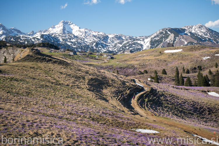 BorinaMisica-3VelikaP-64