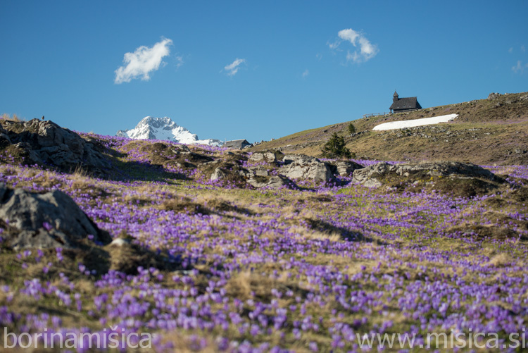 BorinaMisica-4VelikaP-84