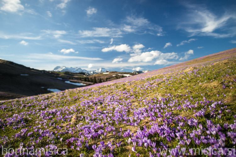 BorinaMisica-4bVelikaP-149