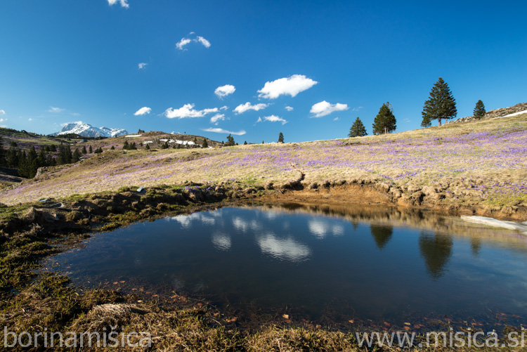 BorinaMisica-7VelikaP-102