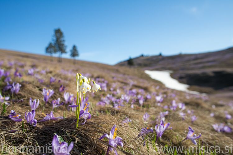 BorinaMisica-8VelikaP-113
