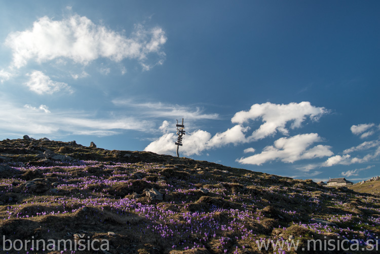 BorinaMisica-9VelikaP-129